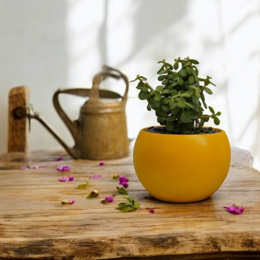Table Top Self Watering Planters