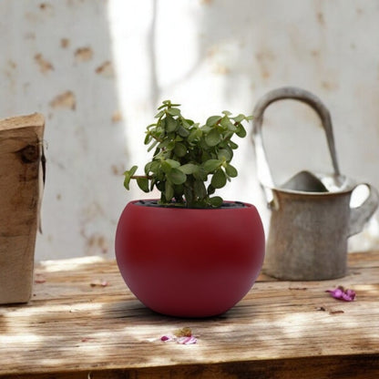 Rou Compe Self Watering Planter