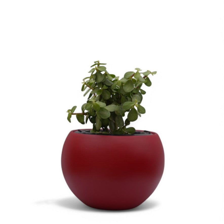 Rou Compe Self Watering Planter