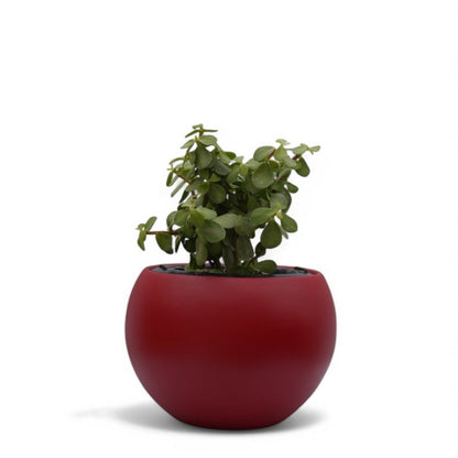 Rou Compe Self Watering Planter