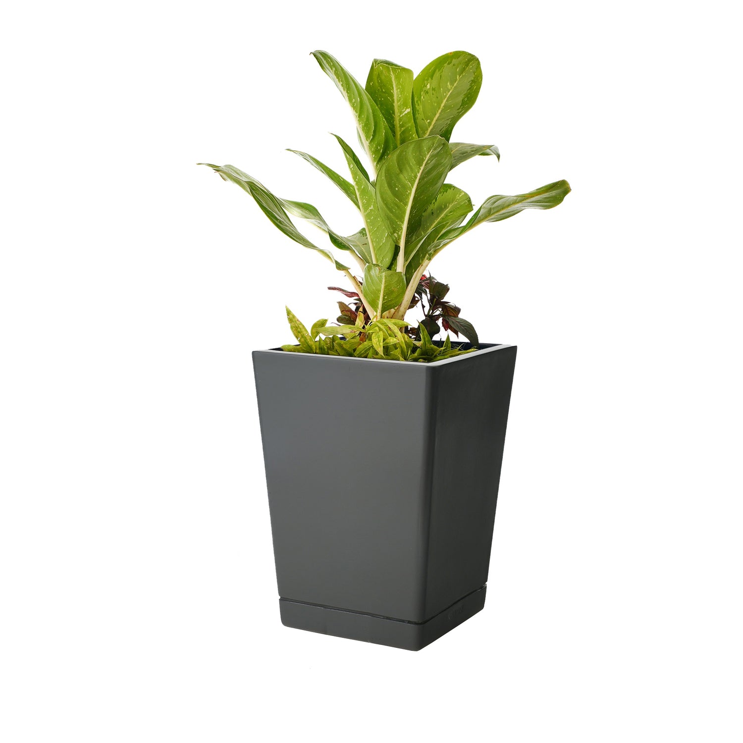 Ter Dex - Self Watering Planter