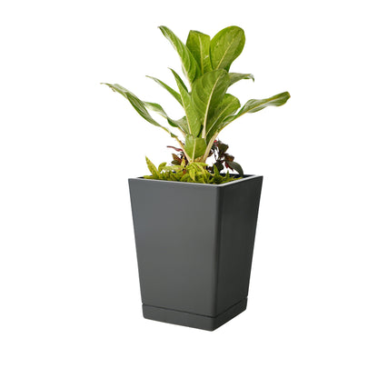 Ter Dex - Self Watering Planter